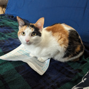 Calliope, a Orange, Black, White Domestic Shorthair Cat