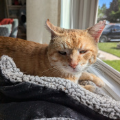Hoagie, a Orange, White Short haired domestic Cat