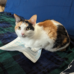 {petName}, a Orange, Black, White Domestic Shorthair Cat