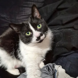 {petName}, a Black, White Domestic Shorthair Cat