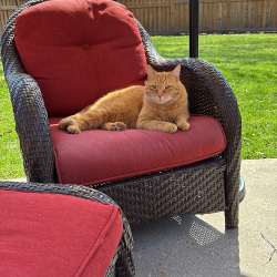 {petName}, a Orange, Golden American Shorthair Cat