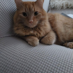 {petName}, a Orange, White Tabby Cat