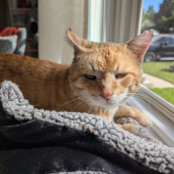 {petName}, a Orange, White Short haired domestic Cat