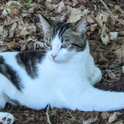 {petName}, a White, Dark-brown, Black Domestic Shorthair Cat